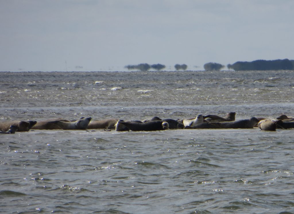 20150808-Wad-Wangeroog